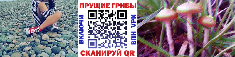 купить наркотики сайты  Михайлов  Галлюциногенные грибы MAGIC MUSHROOMS 